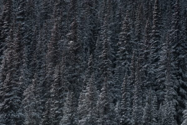 Photo fur vest