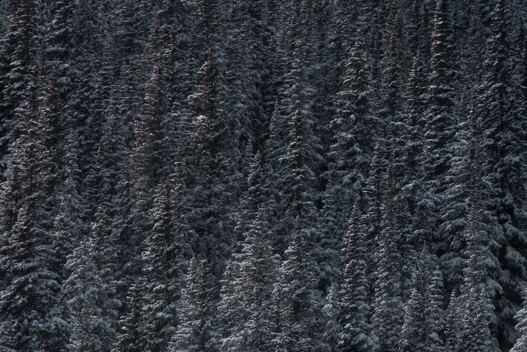 Photo fur vest