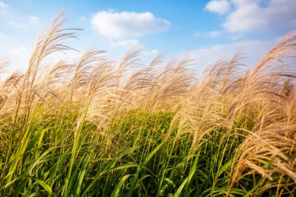Pole vysokého Miscanthus pod modrou oblohou ideální pro pěstování energetických plodin