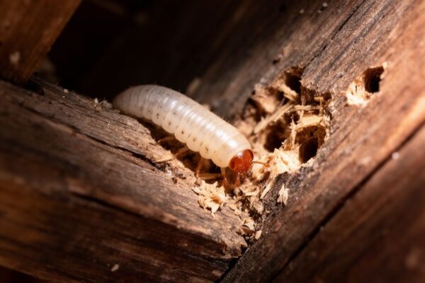 Larva Guniak červczyk lezoucí po starém dřevě v půdě s viditelnými průlomy a pilinami